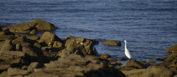 Natuuruitstapjes tussen moeras, sterren en oceaan